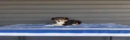 Welsh Corgi Pembroke dogs for sale: Casper - Ad 1
