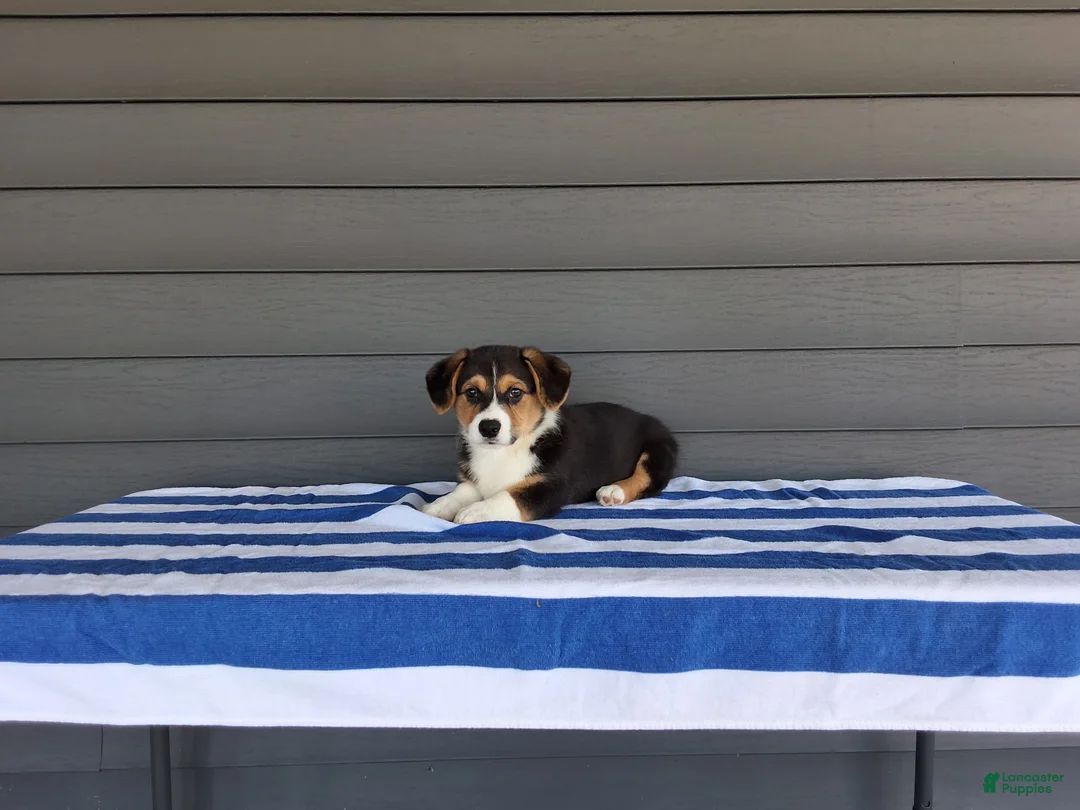 Welsh Corgi Pembroke dogs for sale: Casper - Ad 1