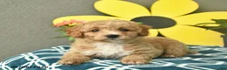 Mini Goldendoodle dogs for sale: Sage  - Ad 4
