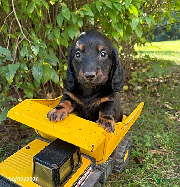 Dachshund dogs Teddy - Ad 1