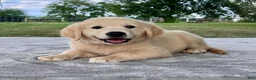 Golden Retriever dogs for sale: Colten - Ad 3