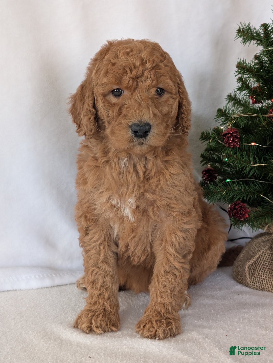 Goldendoodle dogs for sale: Miss Daisy  - Ad 10