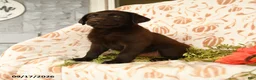 Labrador Retriever dogs for sale: Mindy - Ad 2