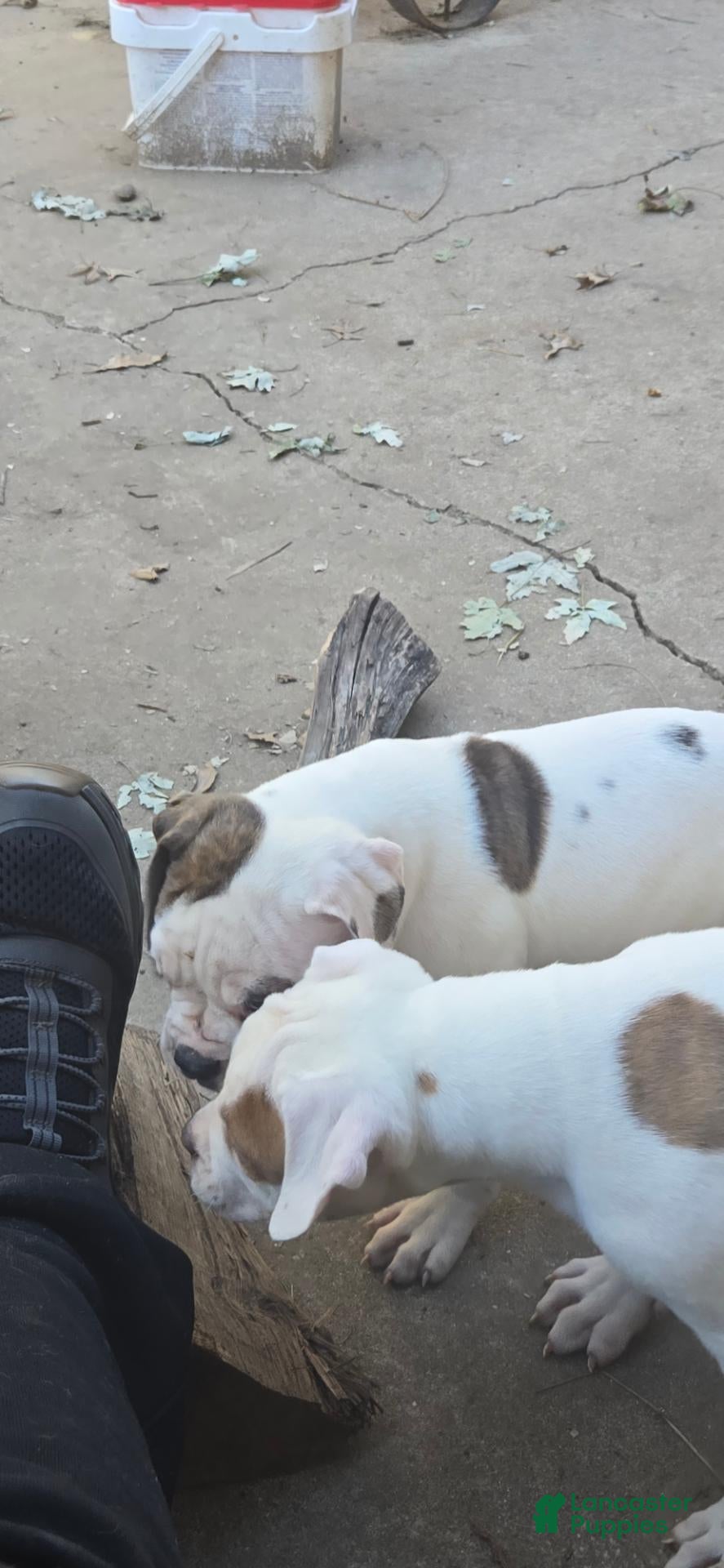 American Bulldog dogs American Bulldog 1 - Ad 2