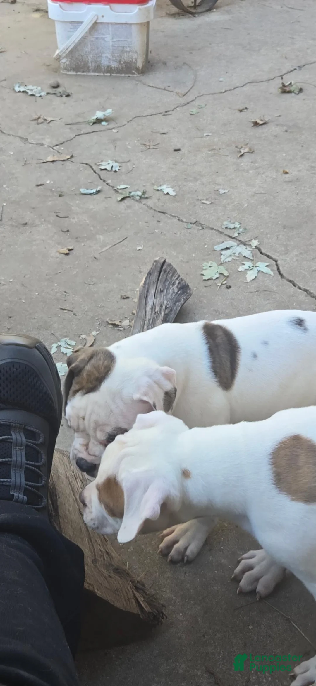 American Bulldog dogs for sale: American Bulldog 1 - Ad 2