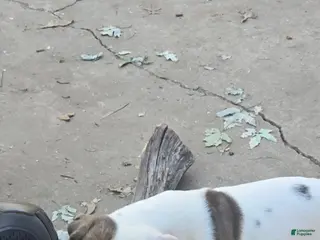 American Bulldog dogs American Bulldog 1 - Ad 2