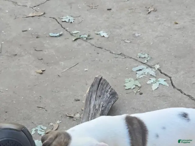 American Bulldog dogs for sale: American Bulldog 1 - Ad 2
