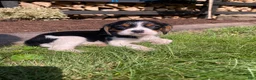 Beaglier dogs for sale: Abby - Ad 1