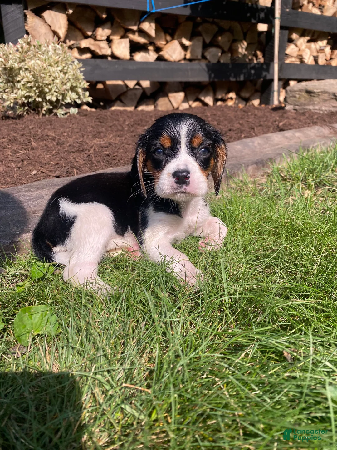 Beaglier dogs for sale: Abby - Ad 1