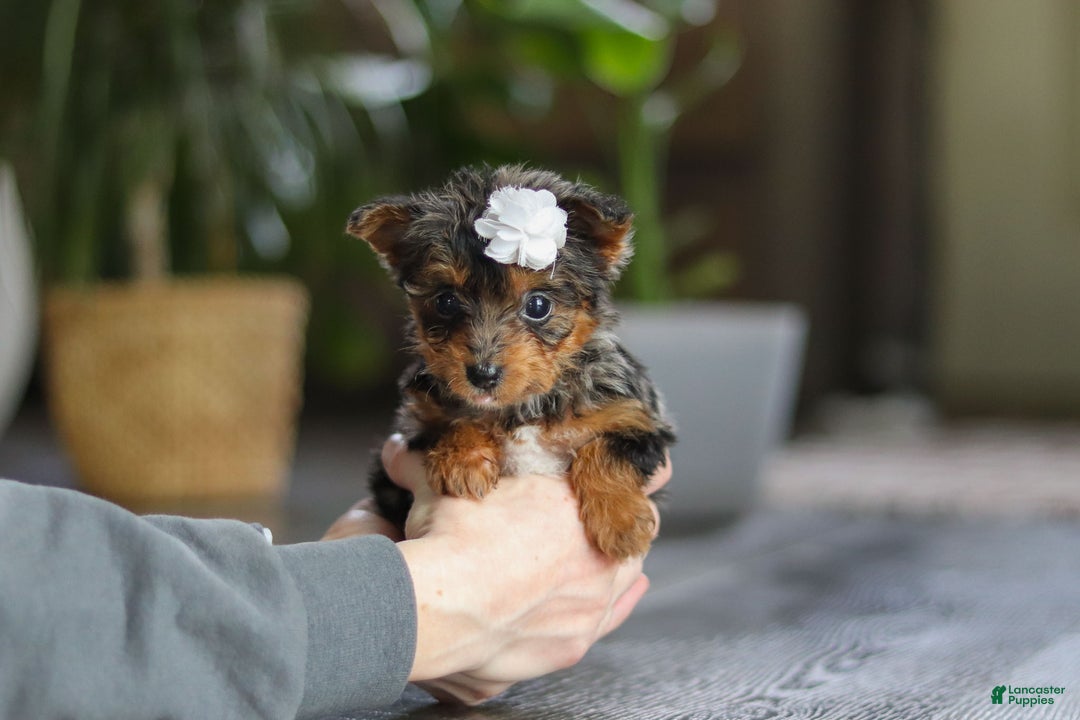 Yorkiepoo dogs for sale: J'adore - Ad 4