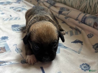 Mixed Breed dogs - Ad 3