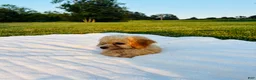 Bichpoo dogs for sale: Finn - Ad 7
