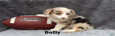 Dolly