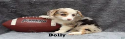 Welsh Corgi Pembroke dogs for sale: Dolly - Ad 1