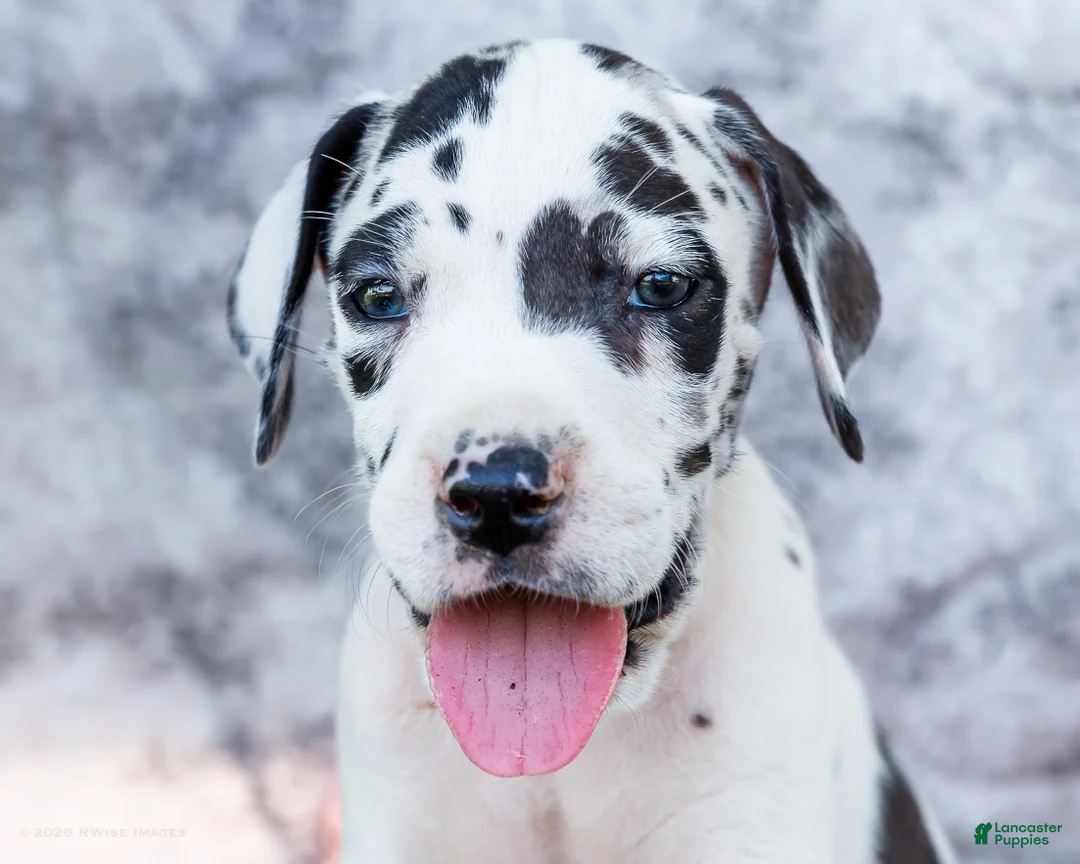 Great Dane dogs for sale: Dirk - Ad 2