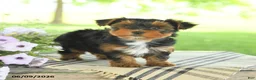 Yorkshire Terrier dogs for sale: Hailey - Ad 3