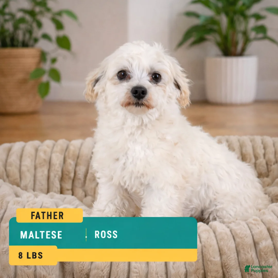 Morkie dogs for sale: KYLE - Ad 13