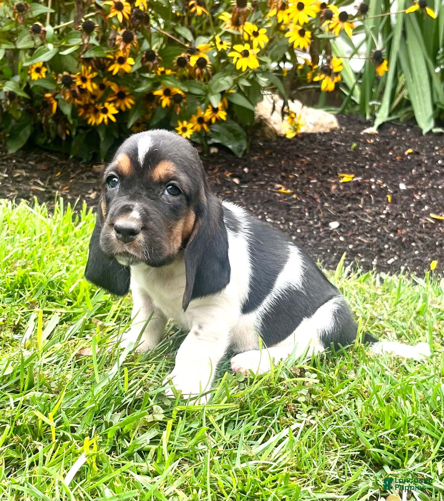 Basset Hound dogs Biscuit❤️AKC Registered - Ad 1