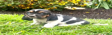 Biscuit❤️AKC Registered