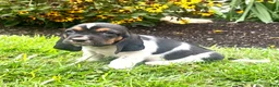 Basset Hound dogs for sale: Biscuit❤️AKC Registered - Ad 1