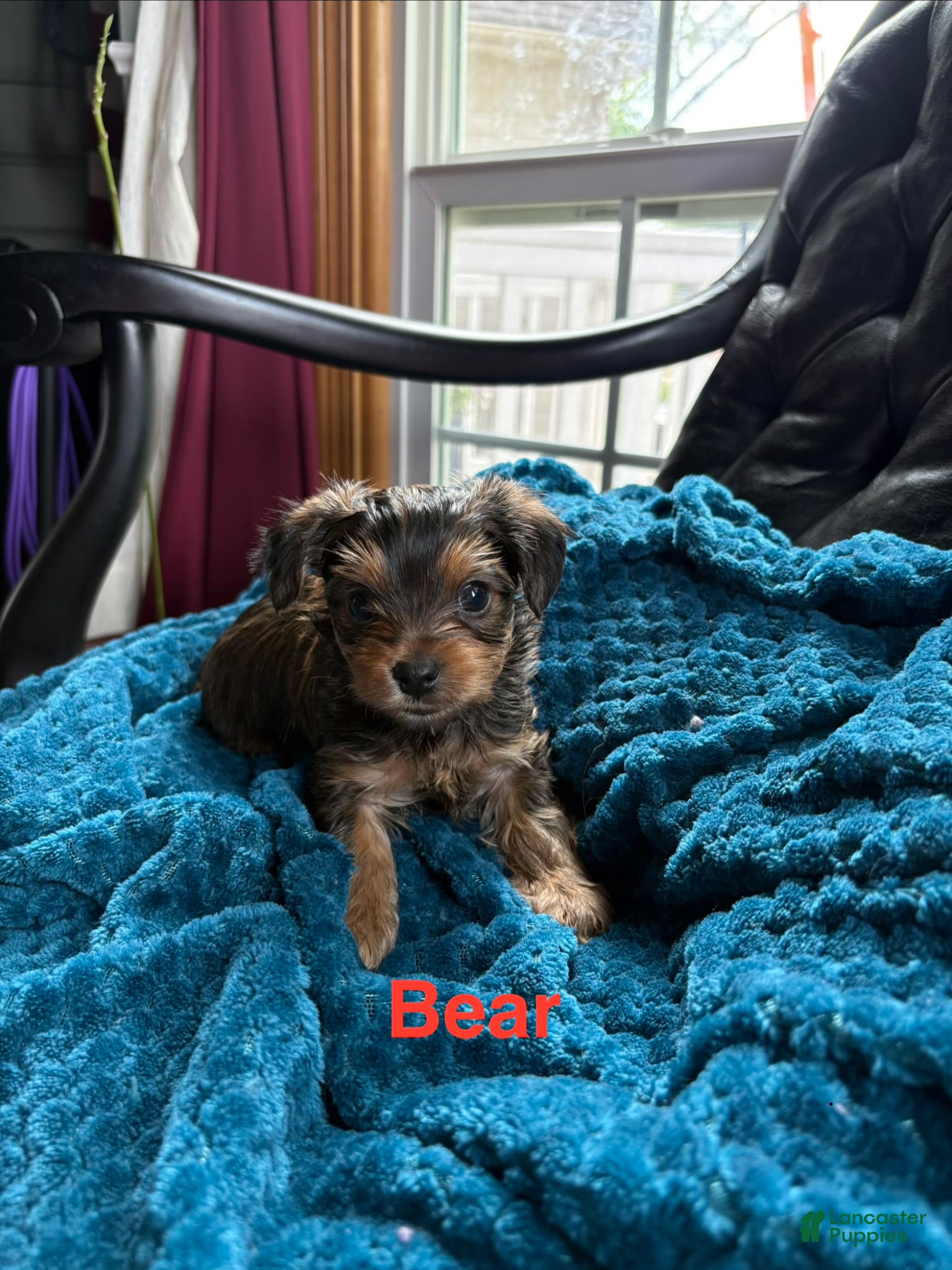 Yorkshire Terrier dogs for sale: Yorkshire Terrier Puppy 1 - Ad 1