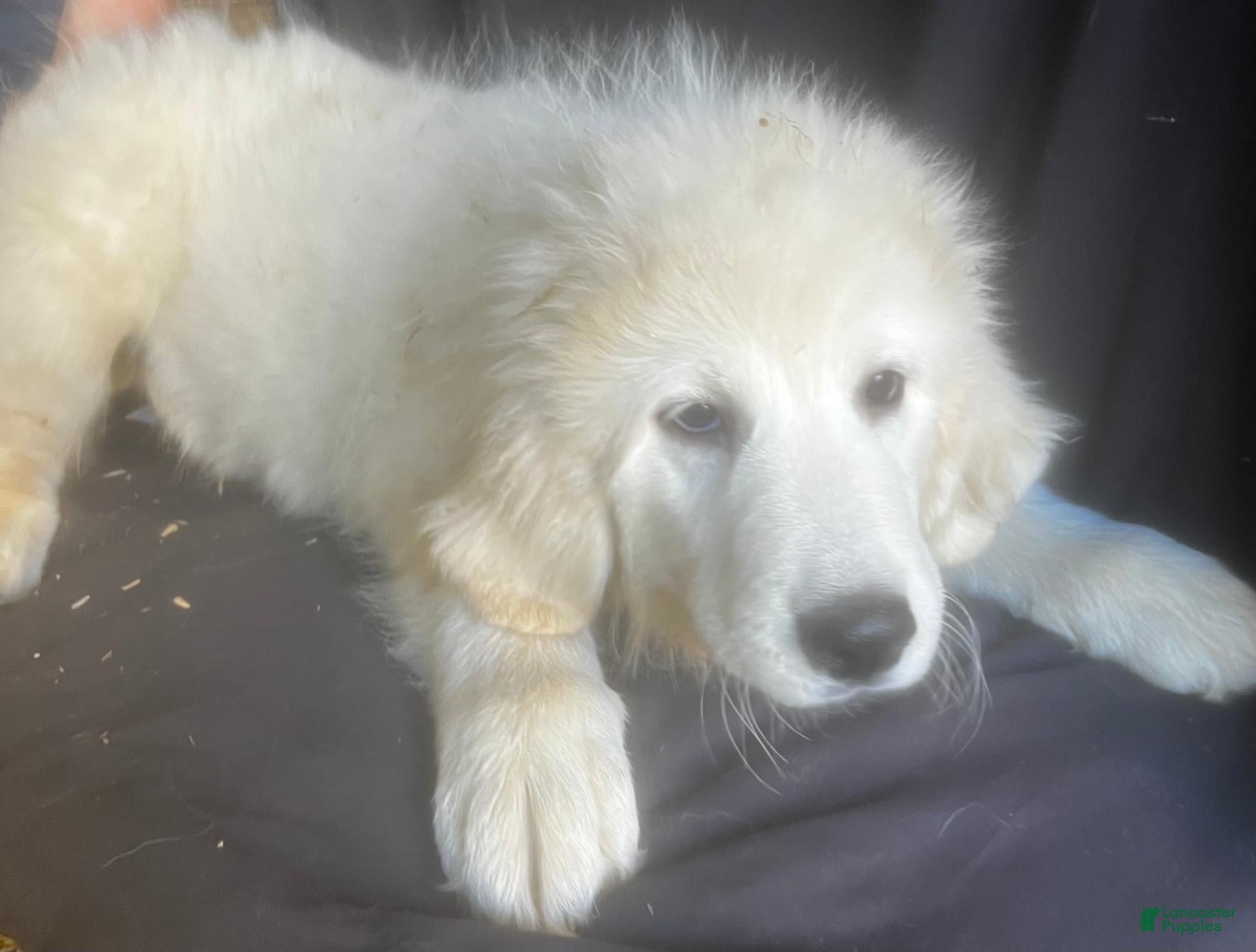 Great Pyrenees dogs for sale: Dusty - Ad 1
