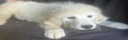 Great Pyrenees dogs for sale: Dusty - Ad 1