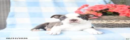 Boston Terrier dogs for sale: Ginny - Ad 3