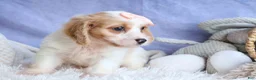 Cavachon dogs for sale: RHODA - Ad 11