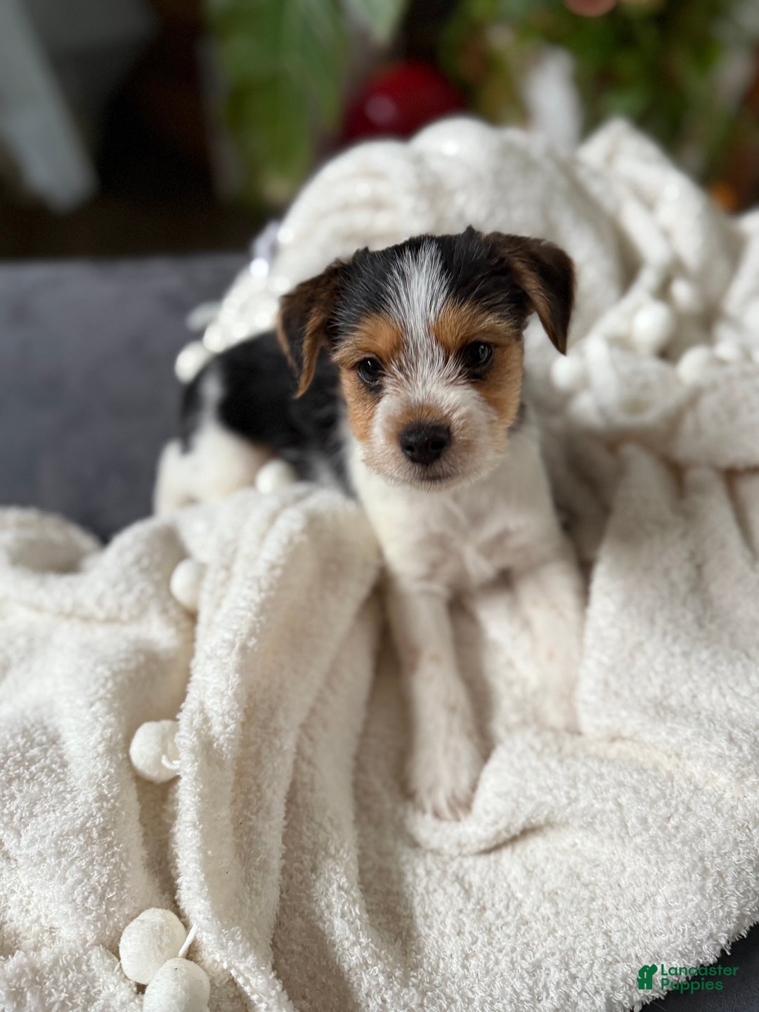 Jack Russell Border Yorkie Mix Jack Russell X Puppies Yorkshire