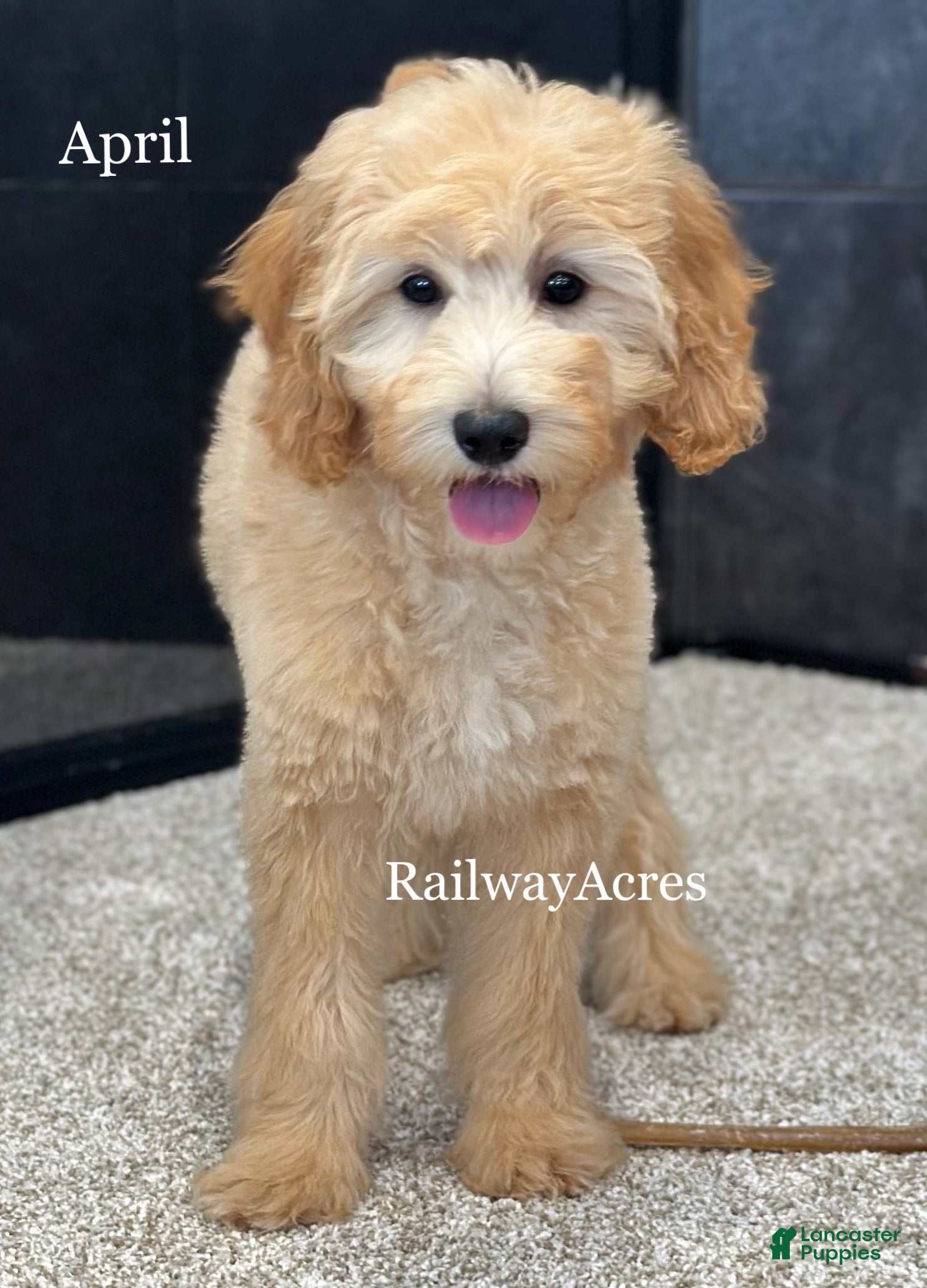 Goldendoodle dogs April - Ad 27