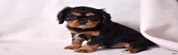 Cavalier King Charles Spaniel dogs for sale: Rudy | Genetically Screened  - Ad 8