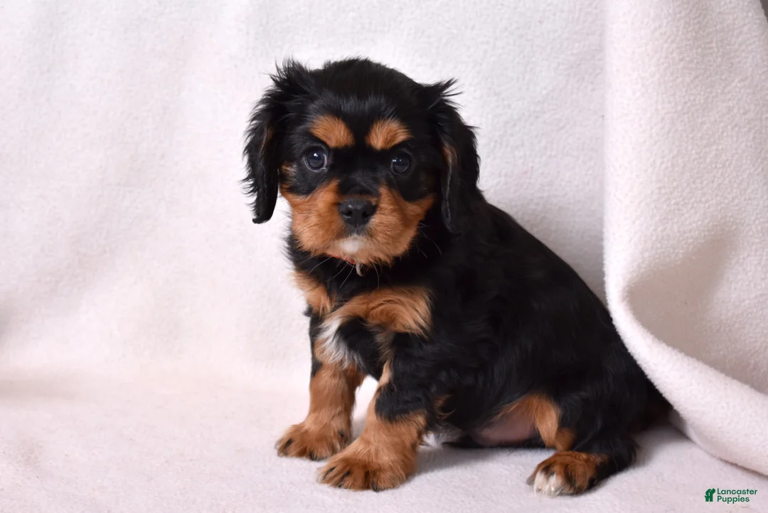 Cavalier King Charles Spaniel dogs for sale: Rudy | Genetically Screened  - Ad 8