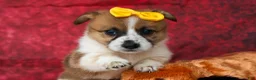 Welsh Corgi Pembroke dogs for sale: Ariel 💕 - Ad 10