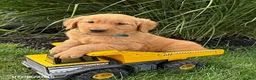 Golden Retriever dogs for sale: Scout - Ad 2
