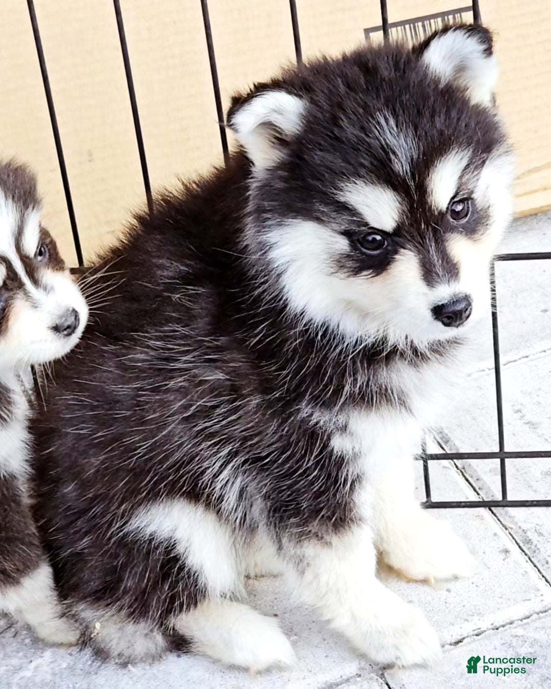 Pomsky dogs for sale: Ally - Ad 8