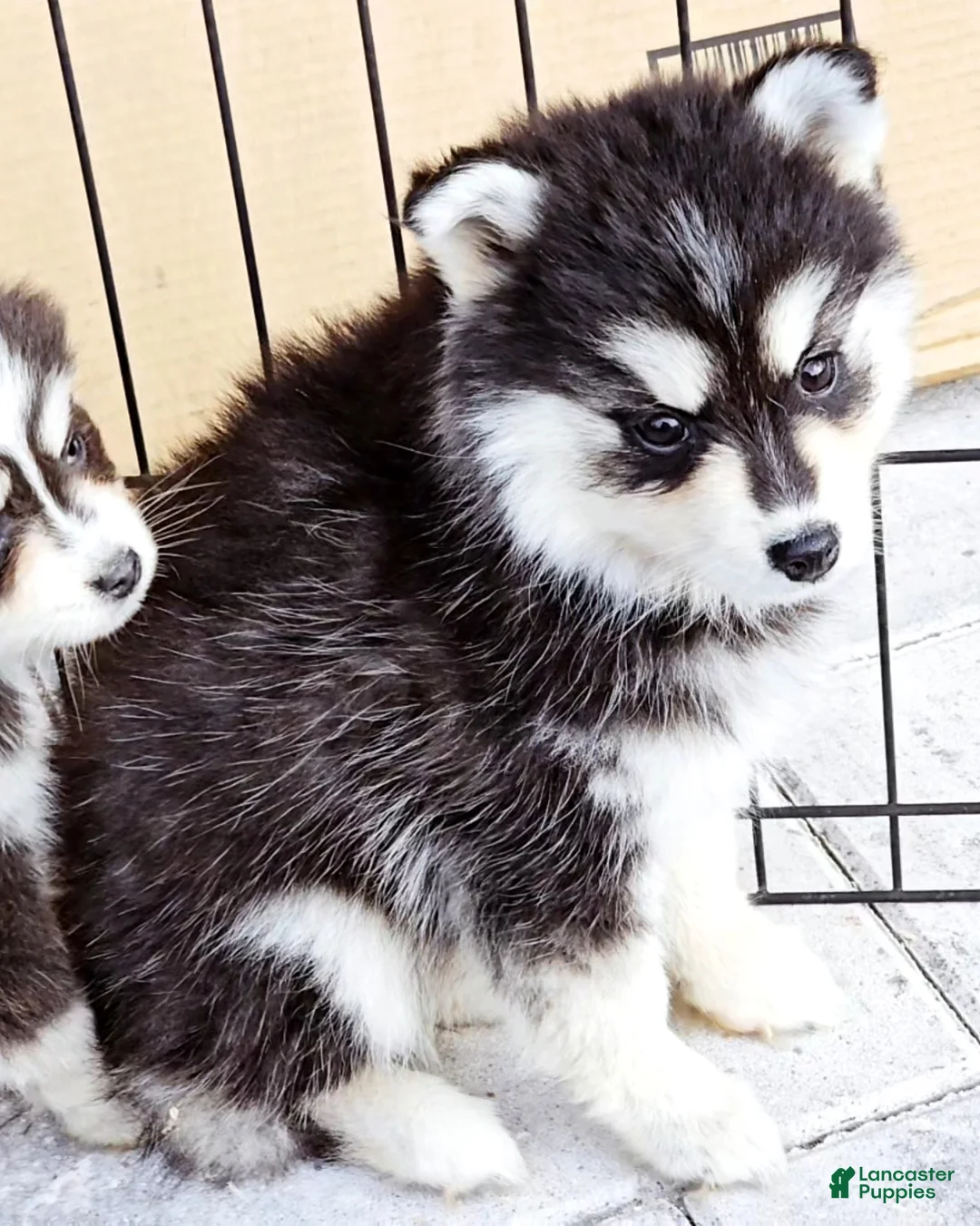 Pomsky dogs for sale: Ally - Ad 8