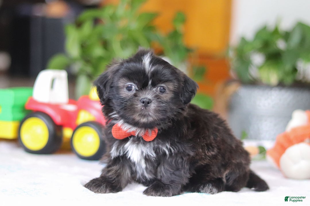 Shih Tzu dogs for sale: Zane - Ad 3