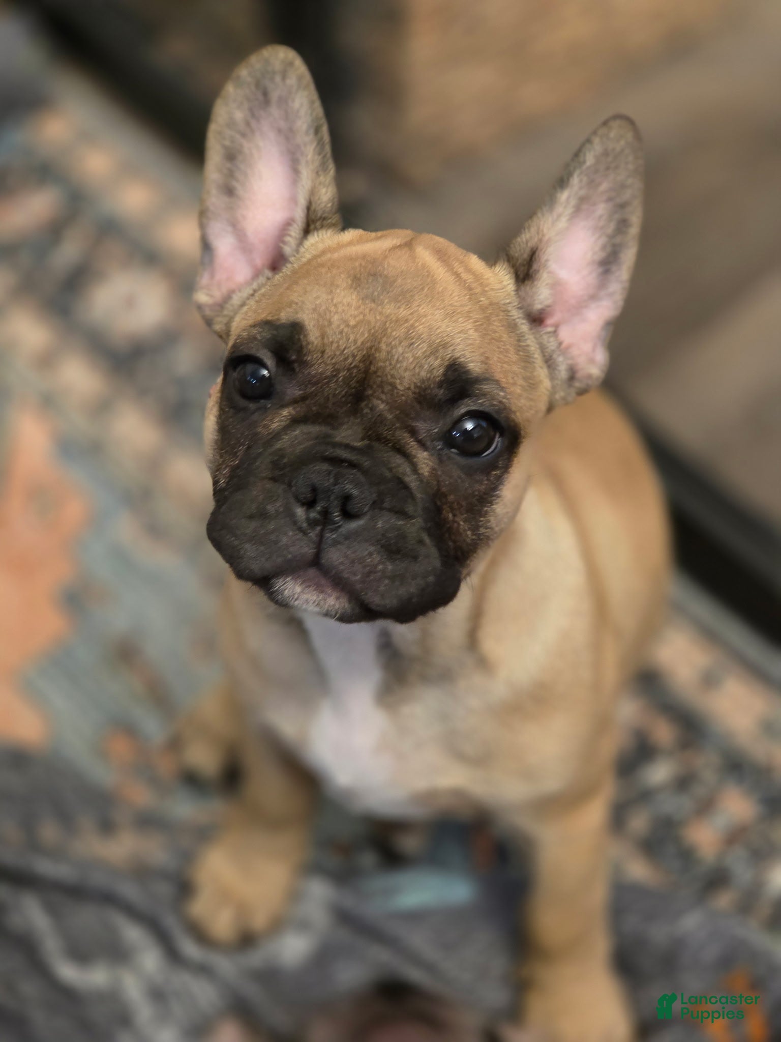 French Bulldog dogs Harmony  - Ad 2