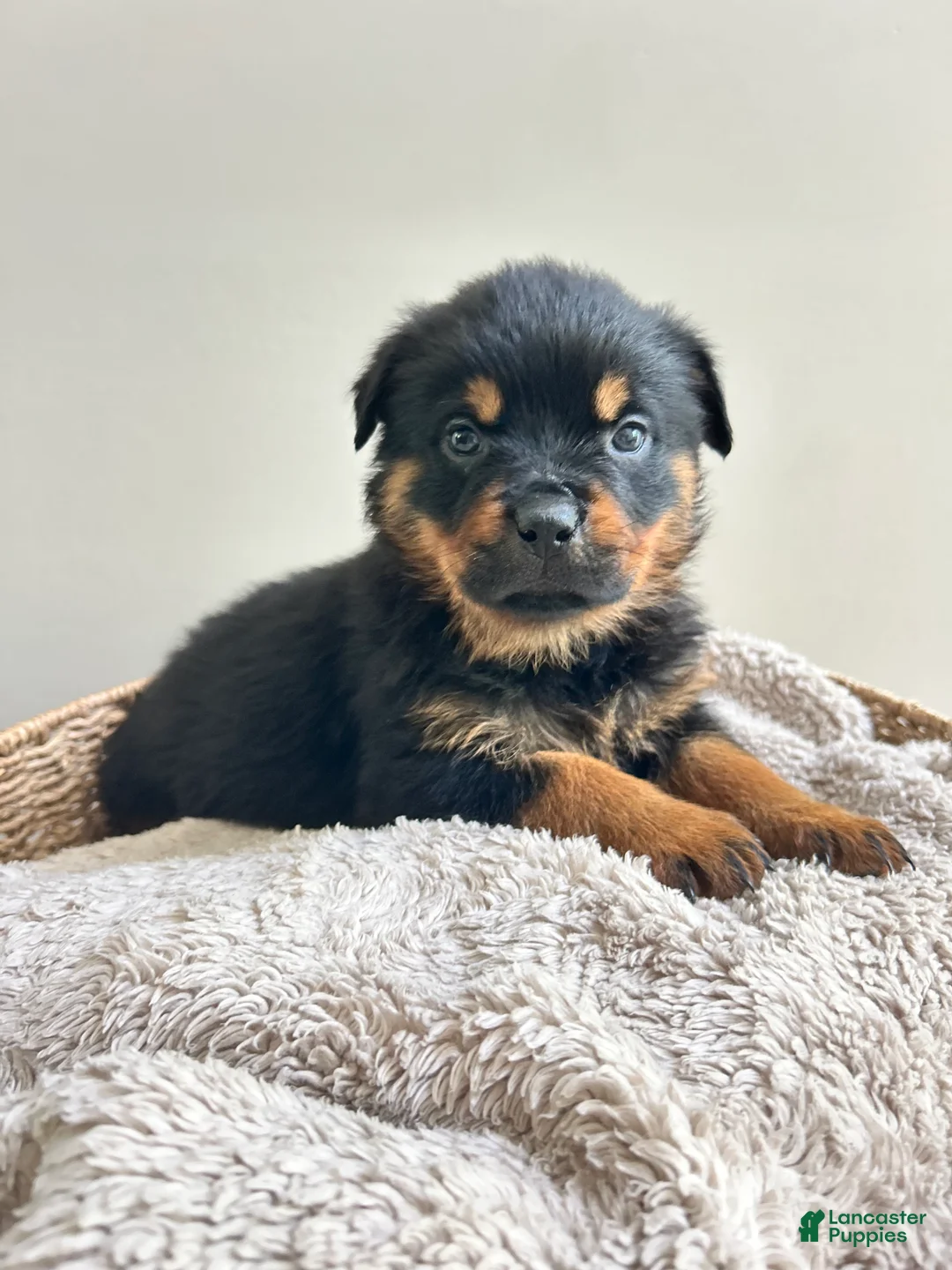 Rottweiler dogs for sale: Cookie - Ad 2