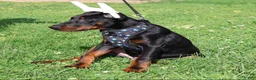 Doberman Pinscher dogs for sale: Doberman Pinscher 1 - Ad 6