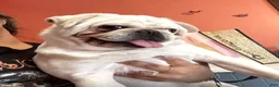 Pug dogs for sale: Pug Puppy 5 Apolo - Ad 14