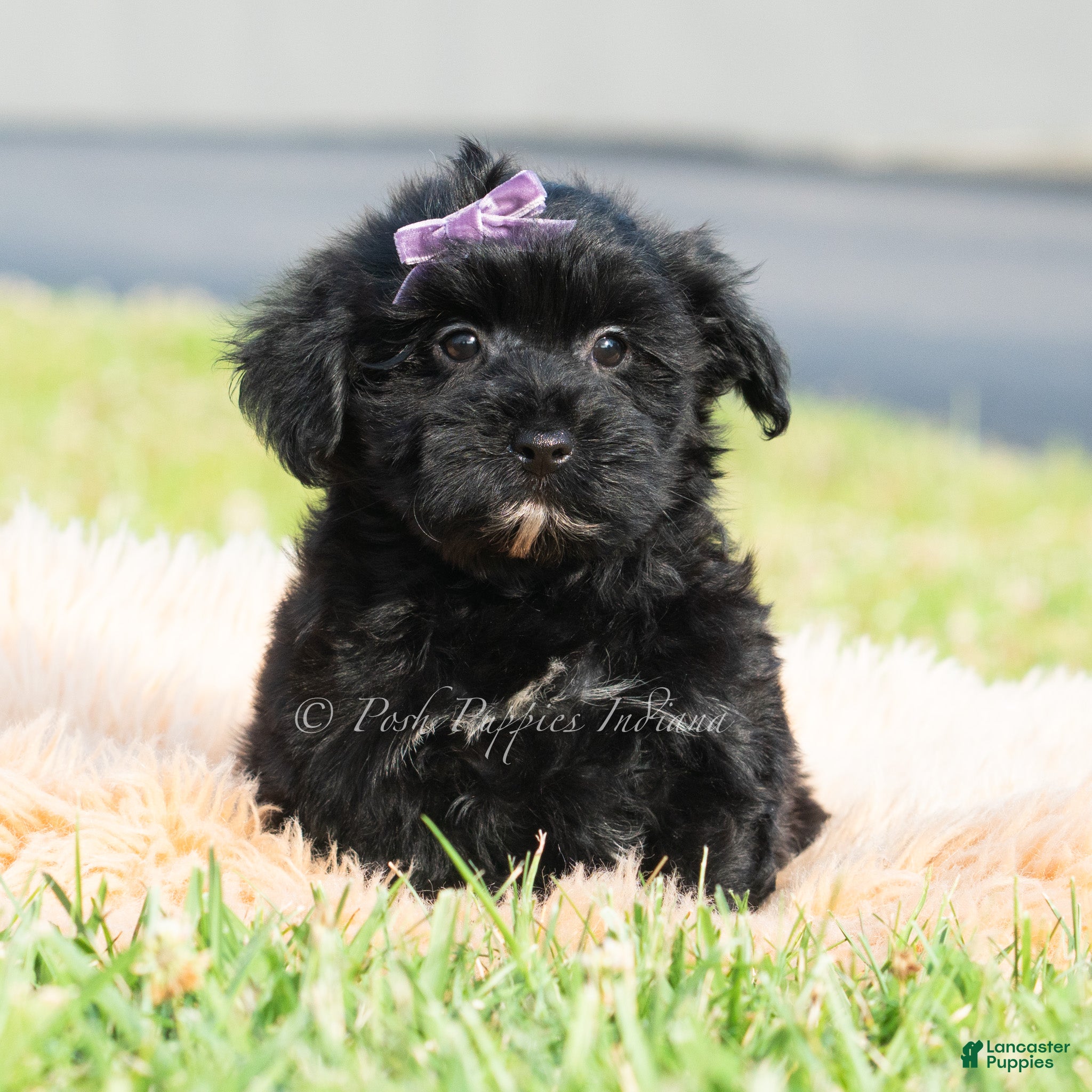 Maltipoo dogs Jameson - Ad 6