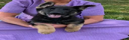 German Shepherd dogs for sale: Dani - Ad 22