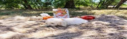 Mini Goldendoodle dogs for sale: Mini Goldendoodle 6 - Ad 4