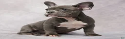 French Bulldog dogs for sale: Frank - Ad 7