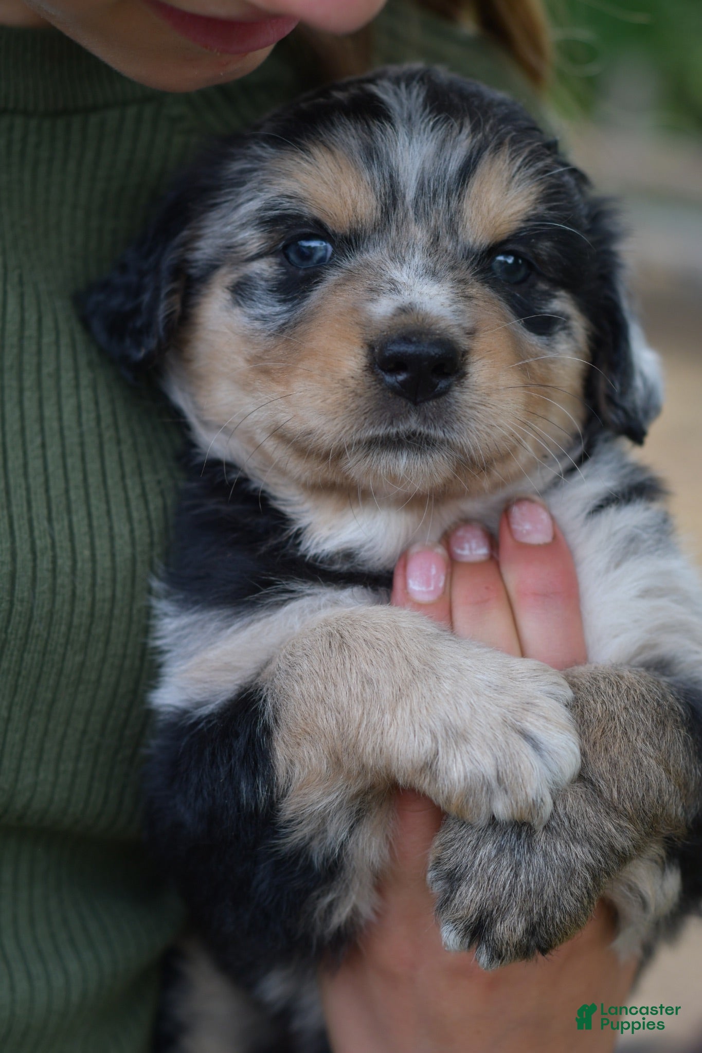 Mixed Breed dogs Cowboy 1 - Ad 1