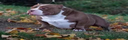 American Bully dogs for sale: A’terra - Ad 1