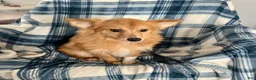 Mixed Breed dogs for sale: Kenny-Aussie-Pom - Ad 2