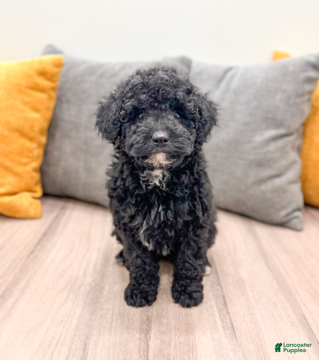 Mini Bernedoodle dogs for sale: Manny - Ad 1